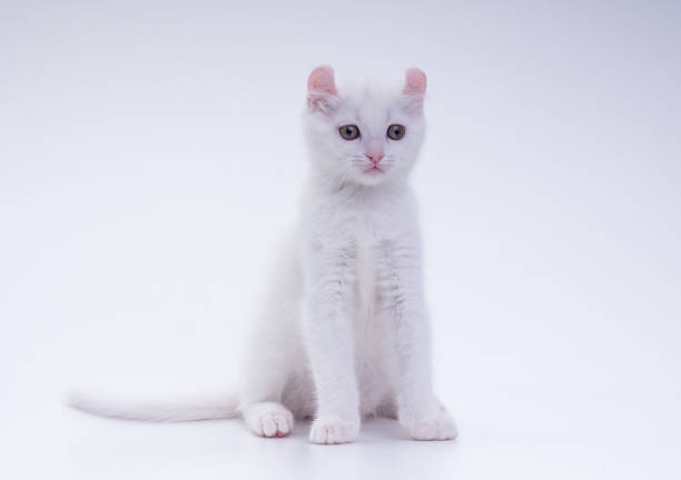 istock White american curl kitten sitting and looking at camera on white background indoors 1796660833
