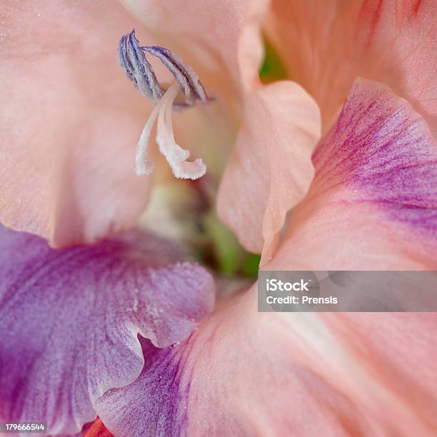 Foto de Gladíolo Closeup e mais fotos de stock de Abstrato - Abstrato, Cabeça da flor, Estame