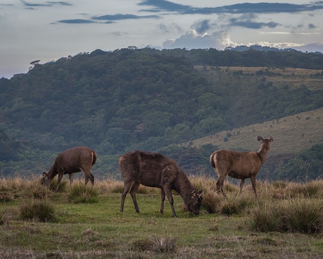 A herd of sambar deer in Horton Plains National Park, Sri Lanka