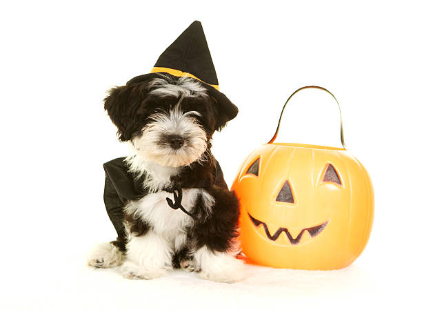istock Havanese Puppy with Witch Hat, Cape and Halloween Pumpkin 179666745