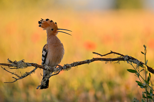 Hoopoe in the countryside