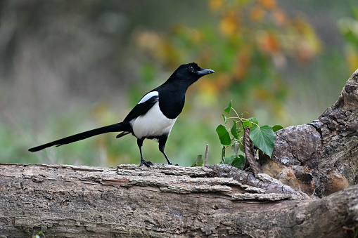 Magpie (Pica pica)