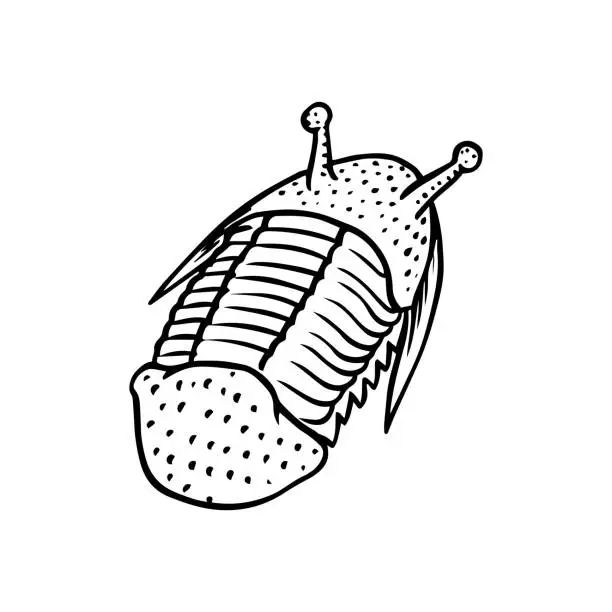 Vector illustration of Preserved trilobite specimen. Fragment fossil, skeleton of prehistoric dead animal in stone. Archeology or paleontology. engraved hand drawn old vintage sketch. Vector illustration.