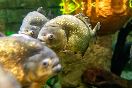 Several specimens of red-bellied piranhas from the Shark Reef Aquarium at Mandalay Bay Resort and Casino on the Las Vegas Strip, which is located on Sin City Boulevard.