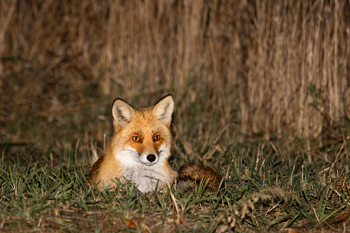 Red Fox,(Vulpes vulpes) is a small wild canid, really common in Europe.