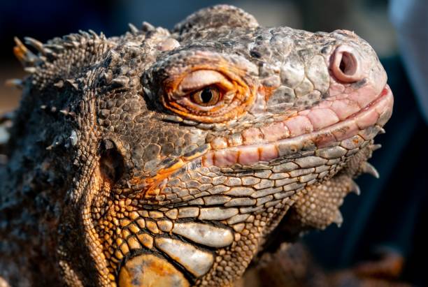 istock a large iguan lizard with big eyes and sharp teeth 1796680307