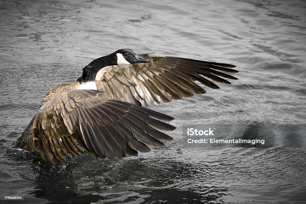 Oca canadese (Branta canadensis) asciugatura le sue ali - Foto stock royalty-free di Ala di animale