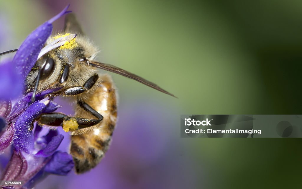 Macro de insectos (API, Apis mellifera) sobre púrpura flor - Foto de stock de Abeja libre de derechos