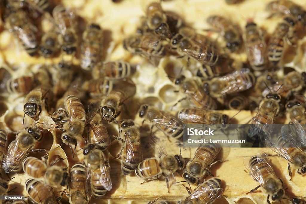 Bees - Lizenzfrei Aktivitäten und Sport Stock-Foto