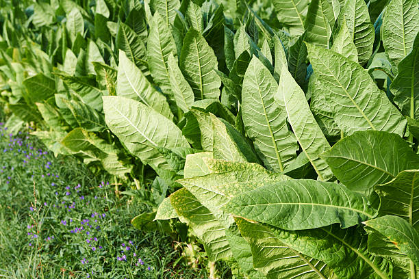 istock Tobacco Plantation 179668503