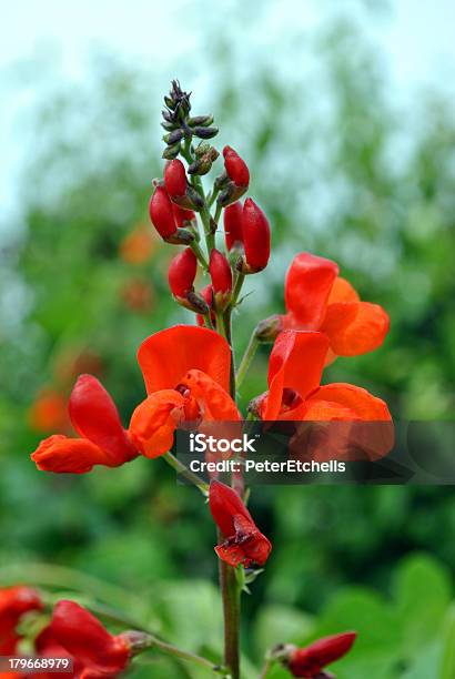 Runner 빈 꽃 붉은 강낭콩에 대한 스톡 사진 및 기타 이미지 - 붉은 강낭콩, 0명, 과일