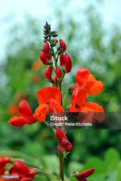 Fasola Wielokwiatowa Kwiaty - zdjęcia stockowe i więcej obrazów Scarlet Runner Bean - Scarlet Runner Bean, Bez ludzi, Botanika