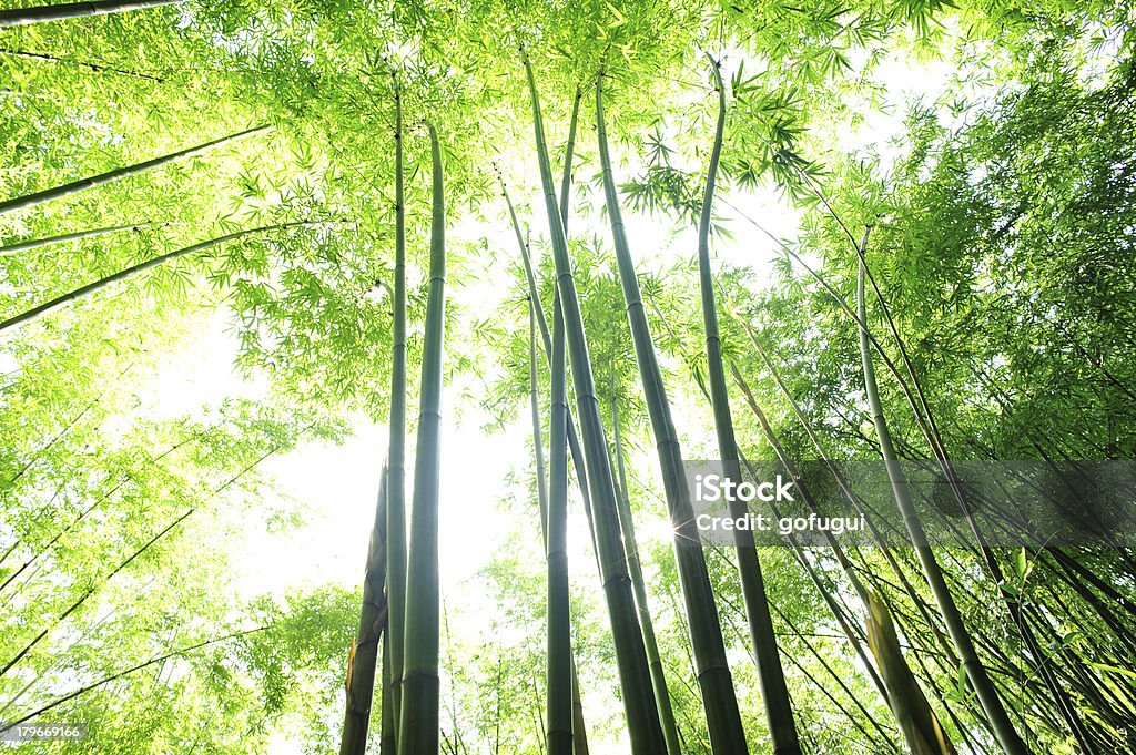 대나무 숲 - 로열티 프리 0명 스톡 사진