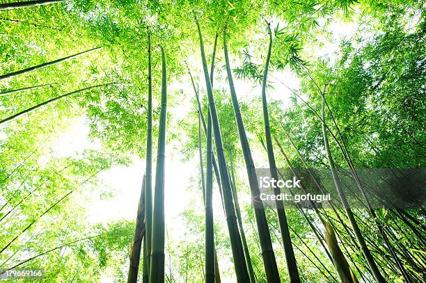 대나무 숲 0명에 대한 스톡 사진 및 기타 이미지 - 0명, 고요한 장면, 나무