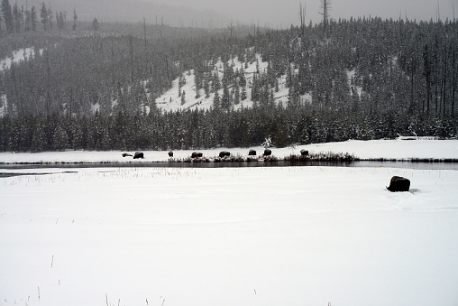 American bison herd in snowing Yellowstone National Park in winter