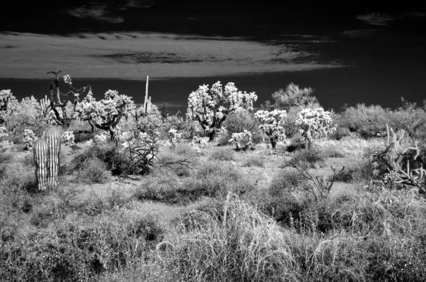 istock Cholla cactus infrared, Sonora Desert, Mid Summer 1796694537
