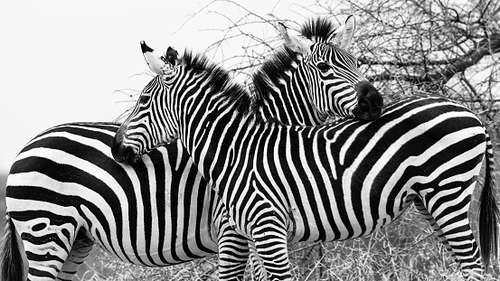 Two beautiful zebras