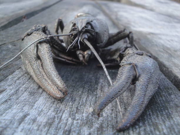 istock crab a crustacean animal with claws 1796702225