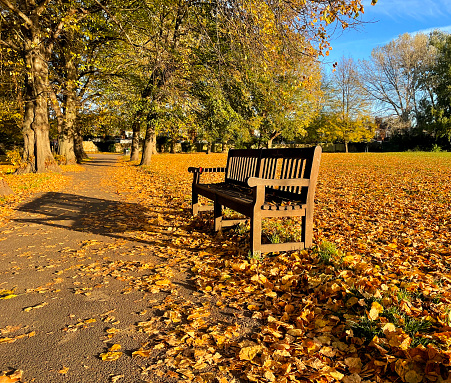 beautiful autumn park with paths and benches