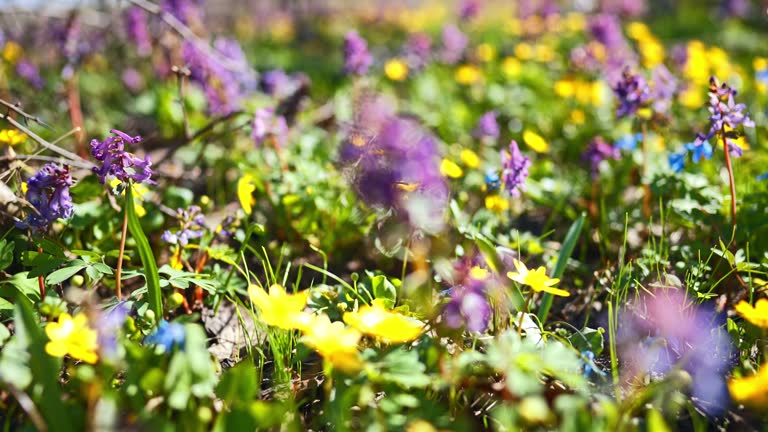 Close-up camera fly through a spring flowers. First spring bright purple flowers bloomed in a forest glade. Views of spring blue, yellow flowers on nature.