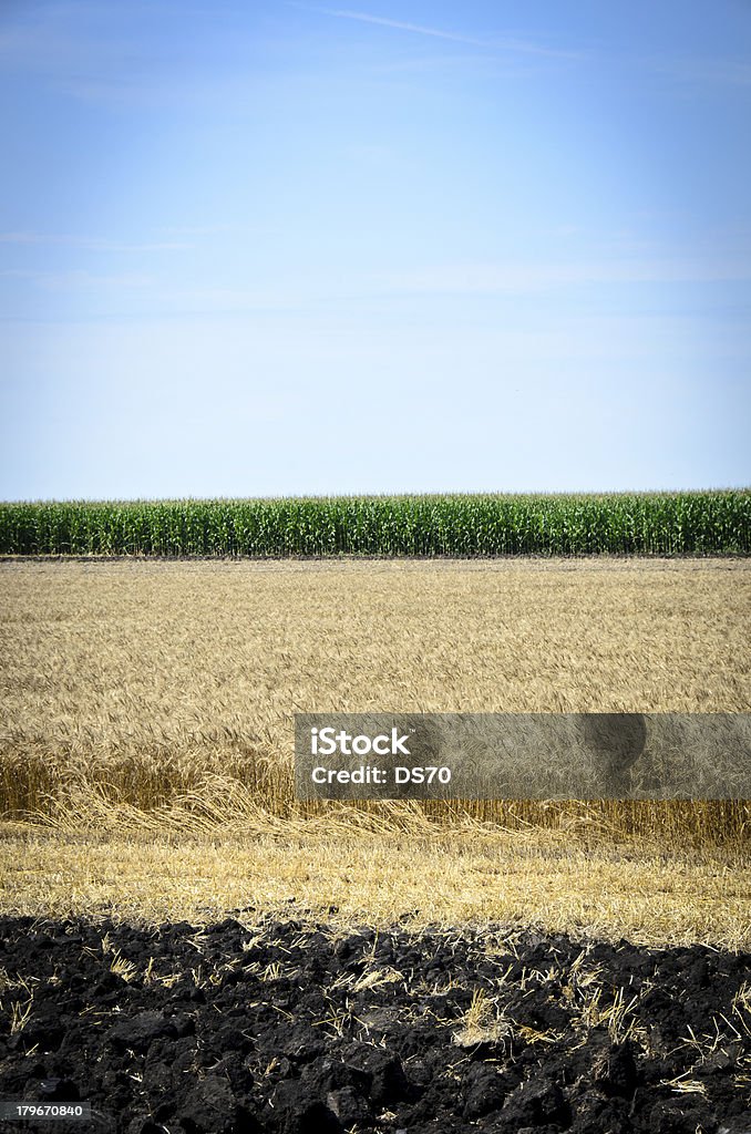 Pole pszenicy i kukurydzy - Zbiór zdjęć royalty-free (Bez ludzi)