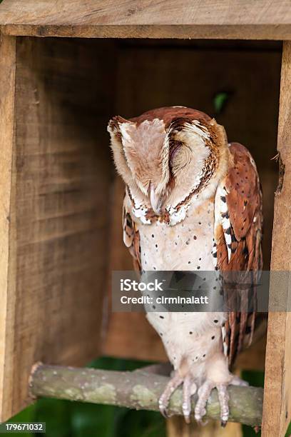 Brown Owl Gnieździć Się I Spania W Polu - zdjęcia stockowe i więcej obrazów Brązowy - Brązowy, Część ciała zwierzęcia, Drewno - Tworzywo