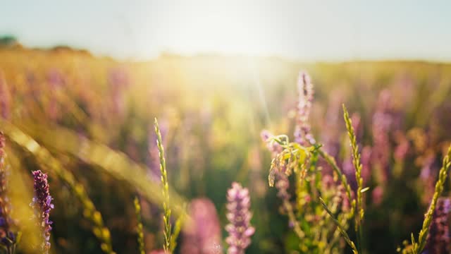 Close up view of growing lavender swaying on wind of purple and lilac flowers on field in nature outdoor under sun. Beautiful sunshine on background summer landscape and sun rays. Wildflowers.