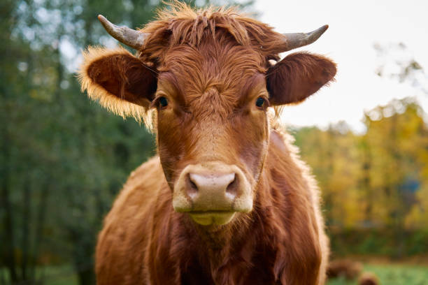 istock Brown cow grazing on field with green grass 1796715279