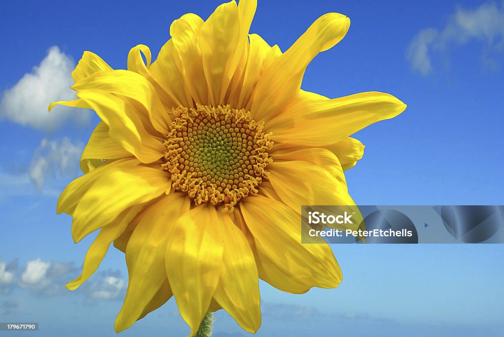 girasol - Foto de stock de Amarillo - Color libre de derechos