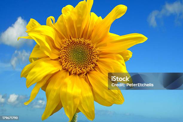 Girasol Foto de stock y más banco de imágenes de Amarillo - Color - Amarillo - Color, Angiosperma, Anual - Característica de planta