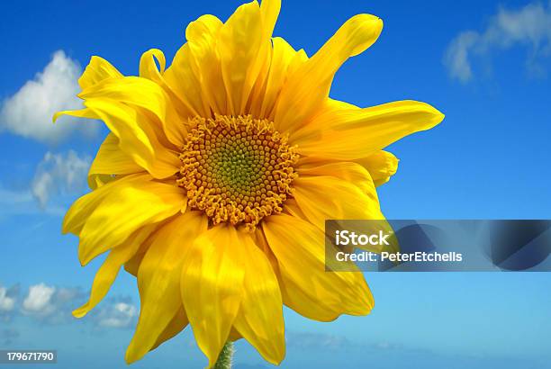 Sunflower - Fotografias de stock e mais imagens de Amarelo - Amarelo, Angiospermas, Anual - Caraterística da planta