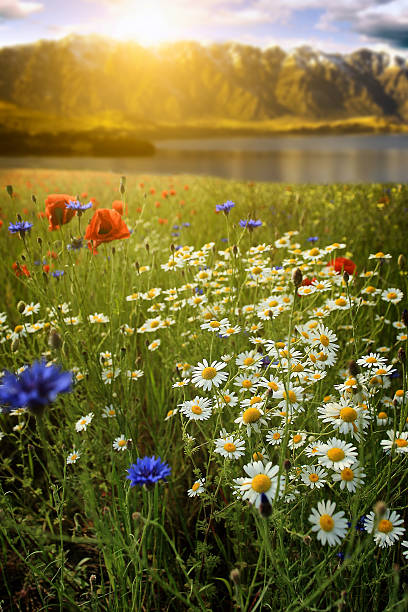 istock Beautiful flower field with background mountains 179671924