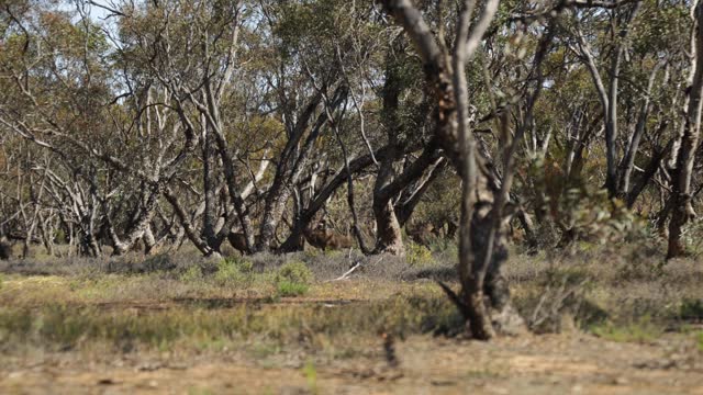 A big emu mother walks with her chicks through the bushland of the Australian outback.