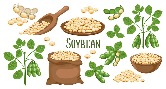 Set of soybeans. Soybean plant, soybeans in pods, in a canvas bag, bowl and wooden spoon. Food, agriculture. Illustration, vector