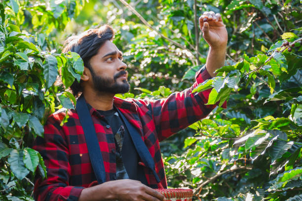 istock asian man picking coffee beans. Coffee farmer is harvesting coffee berries 1796724556