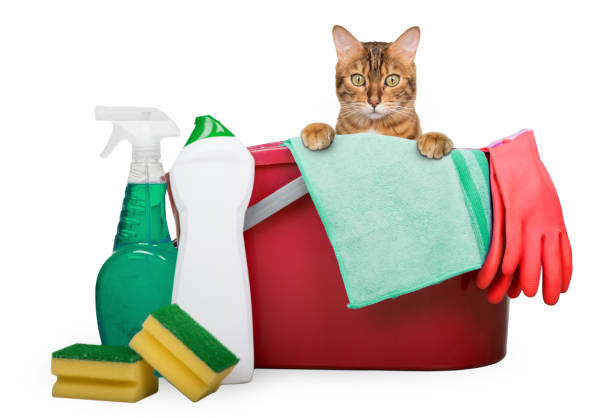 istock Cleaning products and tools for home cleaning. 1796726170