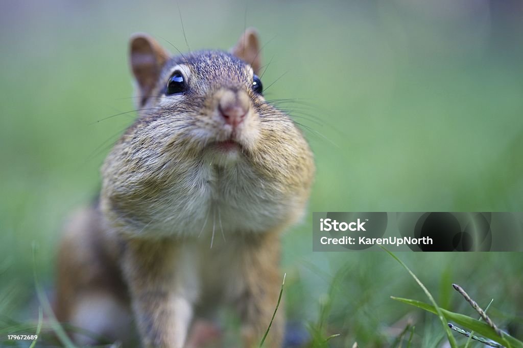 Chubby Cheeks This Eastern Chipmunk (Tamias striatus) is getting ready for winter with his cheeks full of sunflower seeds.  This image was captured a foot from the chippy's nose with a large aperture and focus on his (or her?) eyes. Cheek Stock Photo