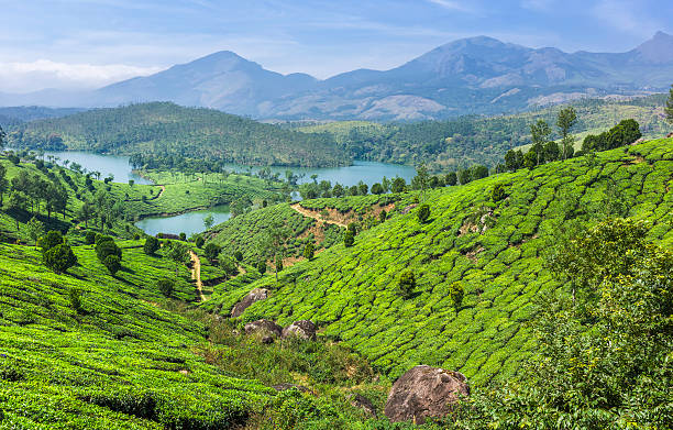 istock Tea plantation in Kannan Devan Hills, Munnar, Kerala, India. 179672823