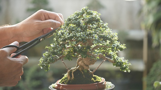 Bonsai tree Japanese nature art in beautiful garden background. Asian man using scissors trimming bonsai plant green leaf growing in brown pot. Concept of bonsai tree design natural art