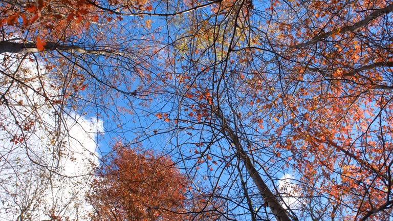 Rotating Camera of the Bottom view of the autumn forest