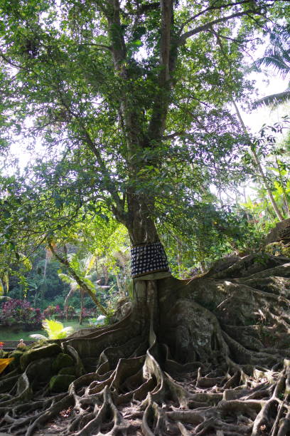 Goa Gajah in Bali