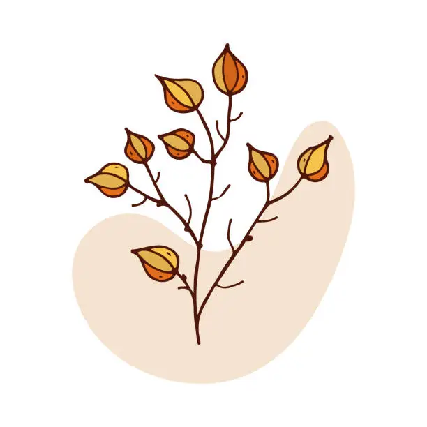 Vector illustration of dry plant with orange balls plant isolated vector illustration. Physalis chinese lantern plant fruit