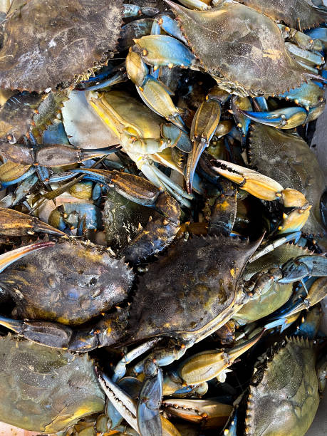 istock Close up view of crab background 1796746481