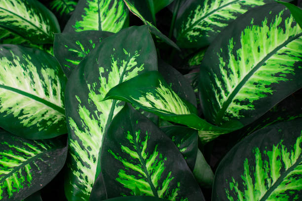 istock Close up view of Dumb cane plant (Dieffenbachia seguine - Araceae) background. 1796747009