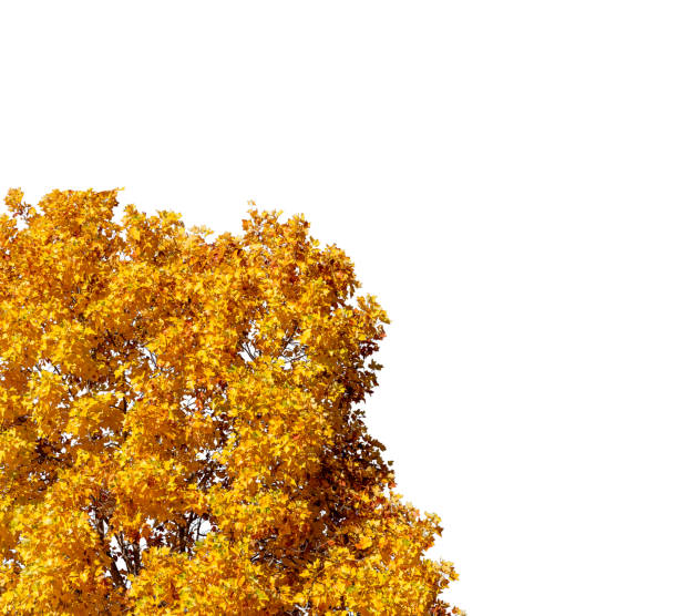 Yellow leaves on tree branches in autumn isolated on white with clipping path included, graphic resource for borders and frames with copy space