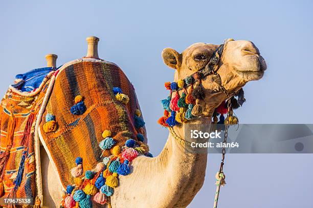 A Focinheira Africana De Camelo - Fotografias de stock e mais imagens de Ao Ar Livre - Ao Ar Livre, Beduíno, Corcunda