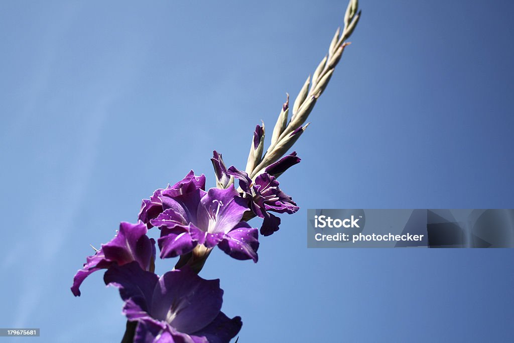 Blume-gladioli - Lizenzfrei Baumblüte Stock-Foto