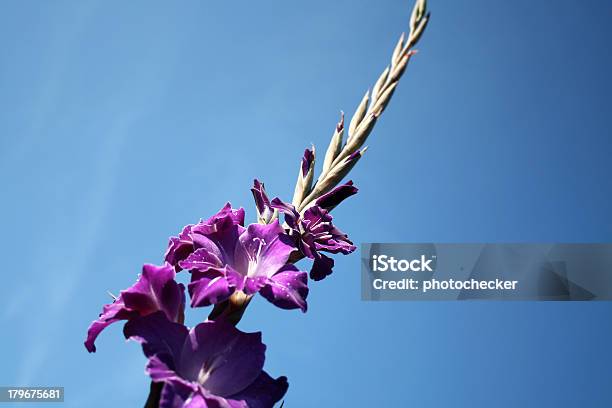 Blumegladioli Stockfoto und mehr Bilder von Baumblüte - Baumblüte, Blume, Blumenbouqet