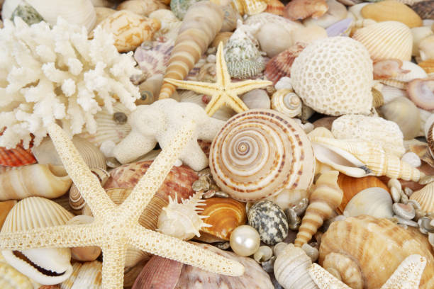 istock Tropical seashells, corals and starfishes 1796757599