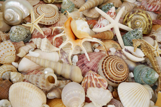 istock Tropical seashells, corals and starfishes 1796757628